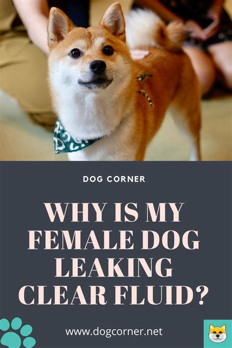 why is my dogs nipples leaking clear fluid|6 Reasons Why Your Female Dog Is Leaking Clear Odorless Fluid